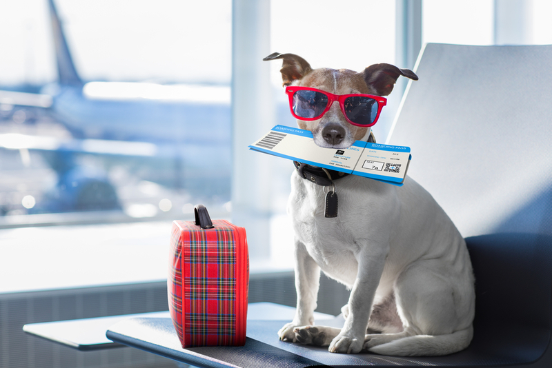 Holiday Travel With Your Pet Made Easy! | Javier Brosch/Shutterstock