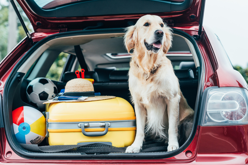 Holiday Travel With Your Pet Made Easy! | LightField Studios/Shutterstock