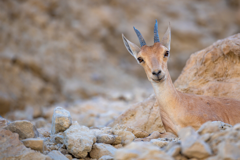 There Is More to the Dead Sea Than Salt | Getty Images Photo by Nick Brundle Photography