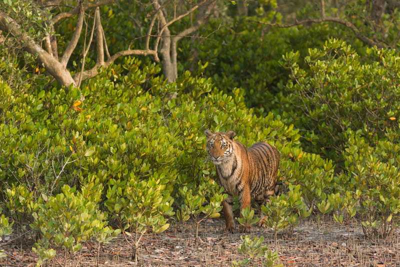 The Sundarbans Mangroves Are Home to Bengal Tigers | Soumyajit Nandy/Shutterstock