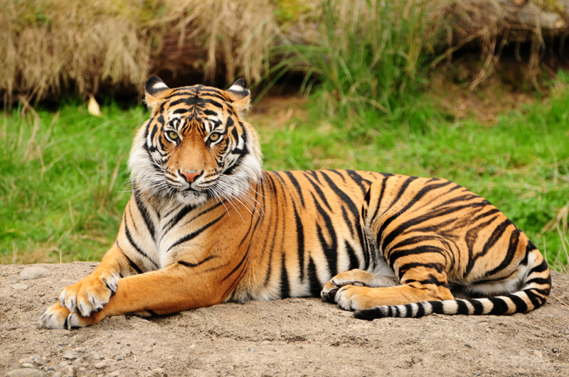 The Sundarbans Mangroves Are Home to Bengal Tigers | neelsky/Shutterstock