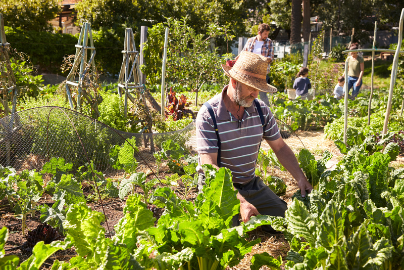 Community Gardens: Underappreciated Agricultural Spaces | Monkey Business Images/Shutterstock