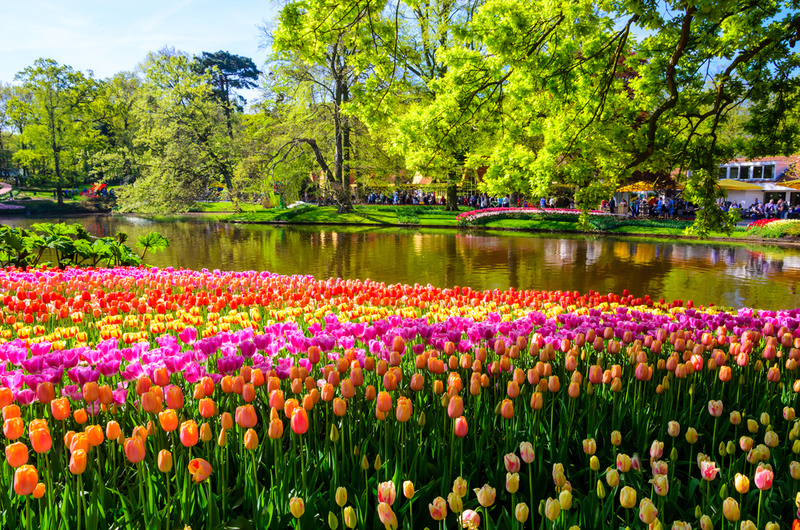 The World’s Most Remarkable Forests | Olena Znak/Shutterstock