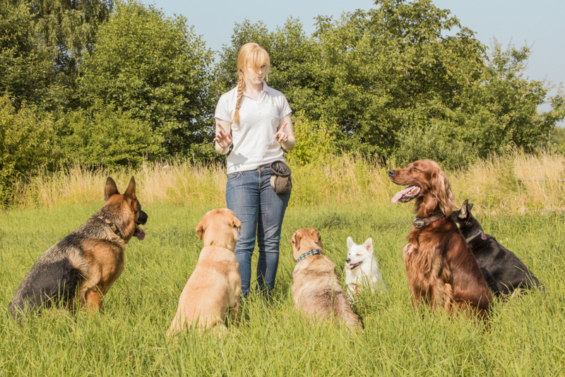 The Origin of Dog Training  | mezzotint/Shutterstock