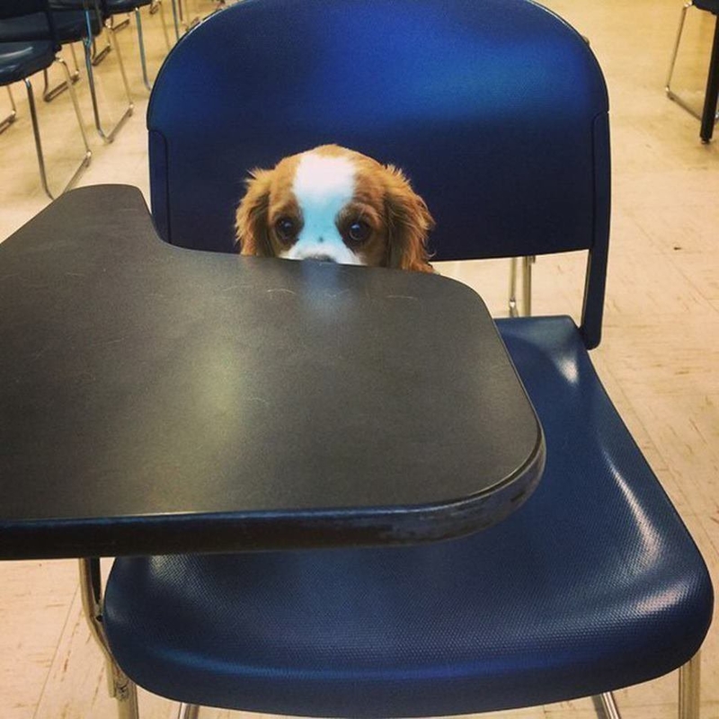 An Educated Pup | Imgur.com/e7kDh1a