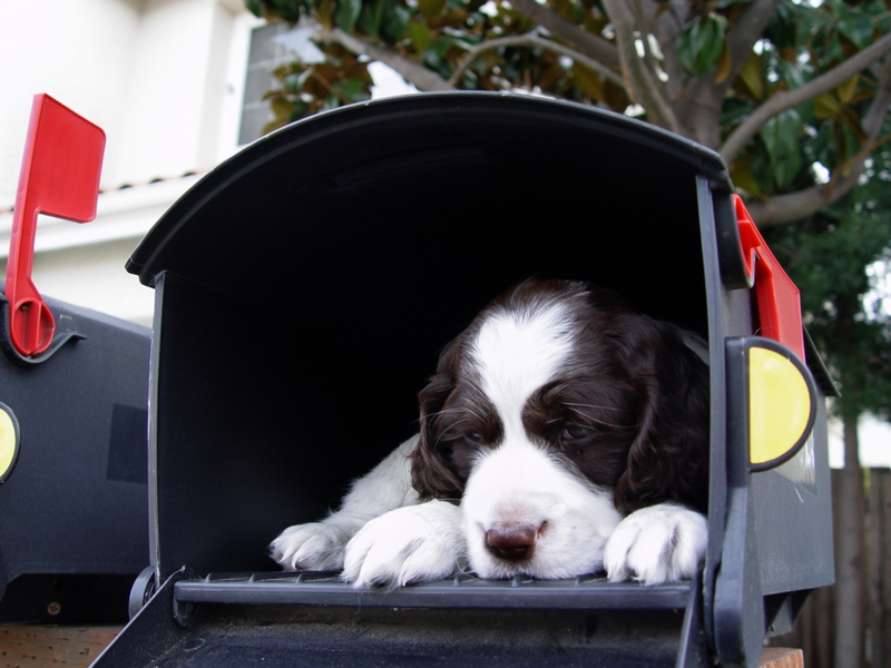 Special Delivery | Galina Barskaya/Shutterstock