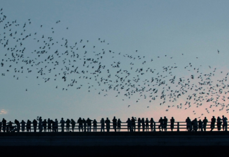 Booming Bats | Kushal Bose/Shutterstock