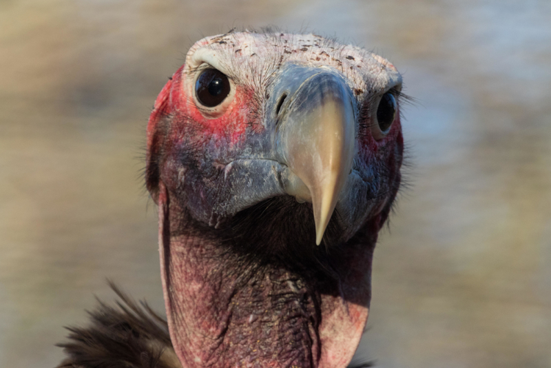 Hello There | Alamy Stock Photo by Zoonar/Matthieu Gallett