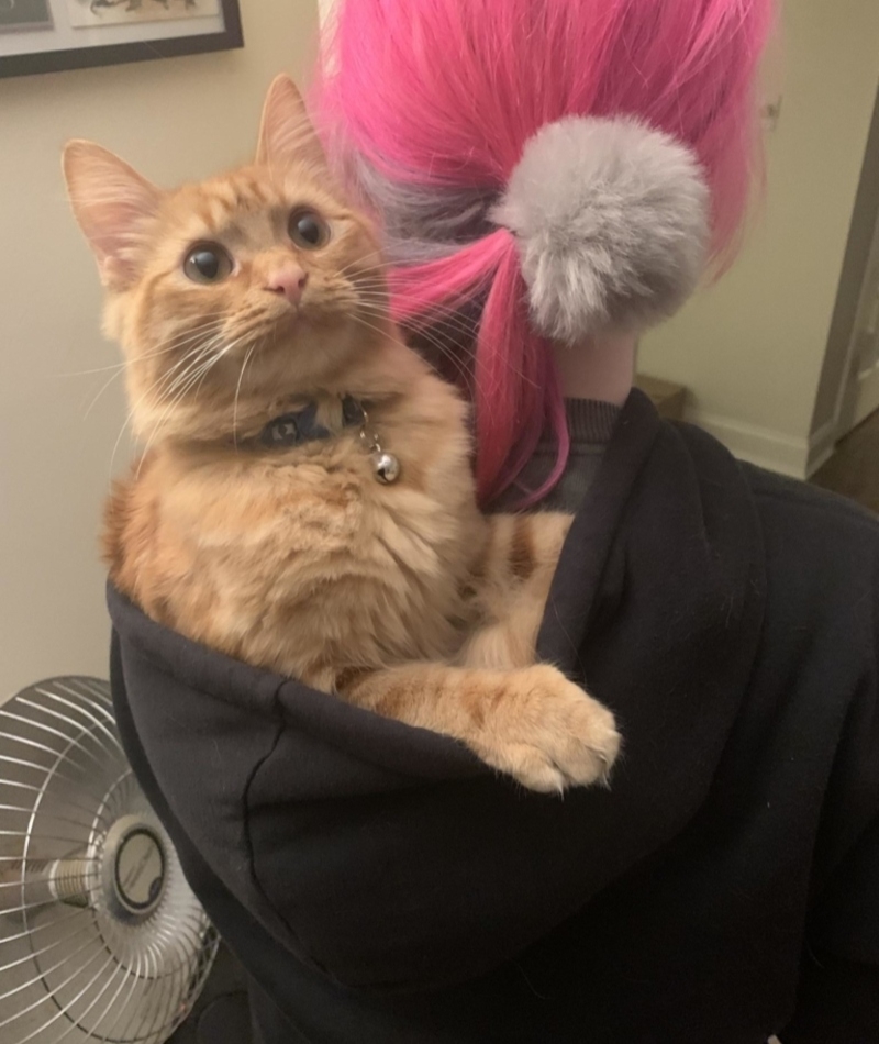 Cat Hat Take Two | Imgur.com/t1FlLau