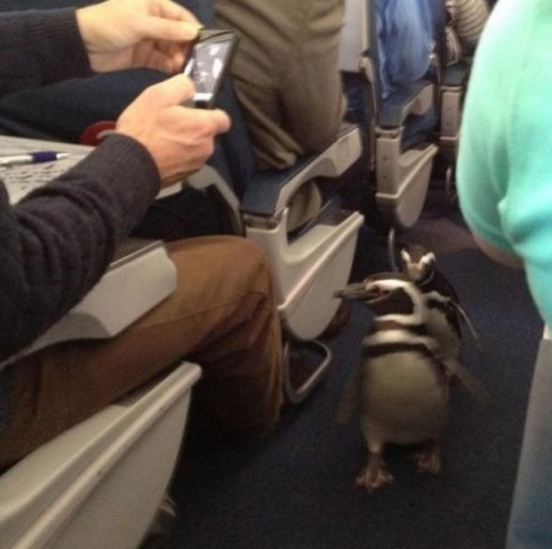 Penguins On Board | Imgur.com/rSjX8