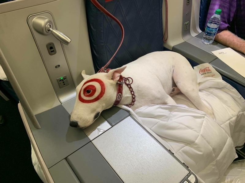 Target Dog | Reddit.com/rawrimkat1017