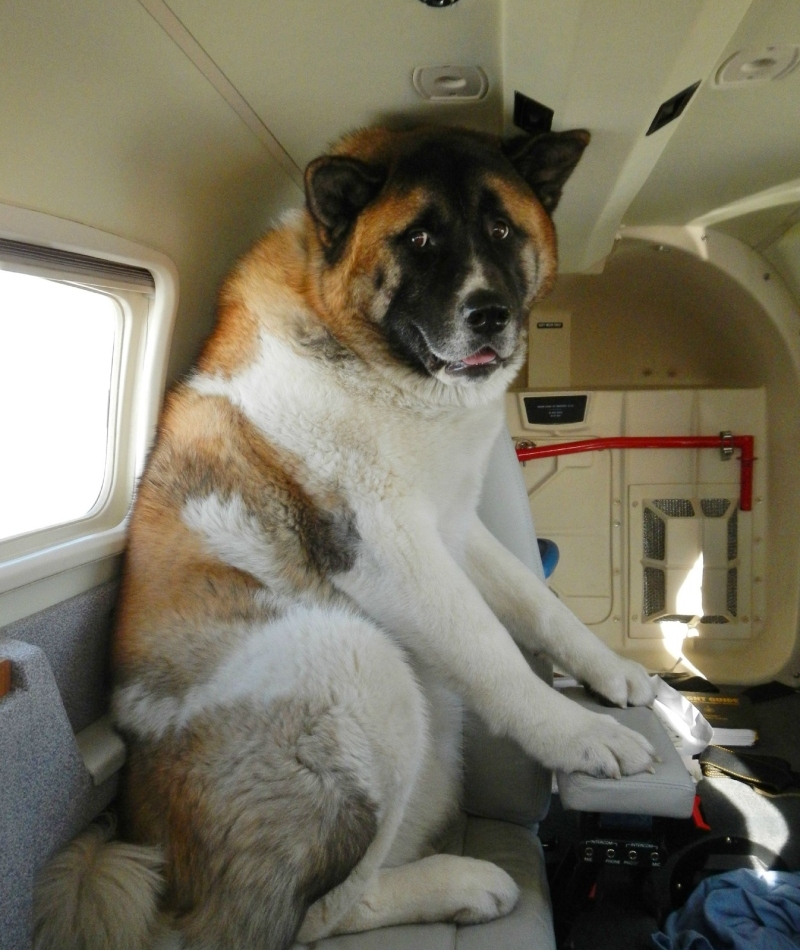 Rocky's First Flight | Imgur.com/O848Mlb