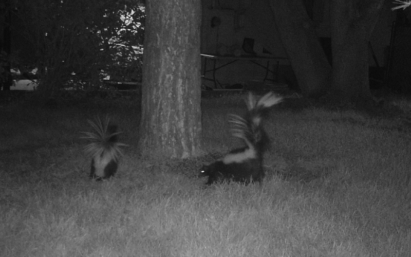 Striped Skunks | Flickr Photo by Dagny Gromer