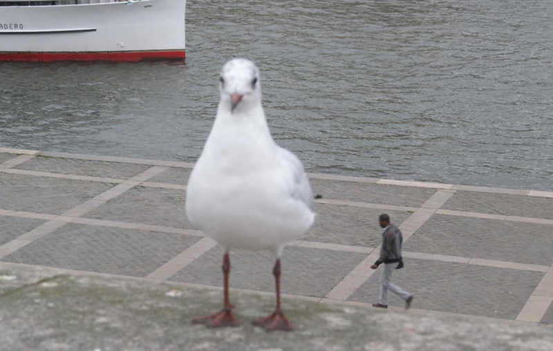 World's Biggest Seagull | Imgur.com/9khUVro