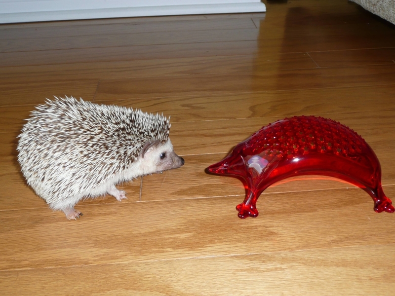 Hedgehog Cheese Grater by Koziol ($28) | Imgur.com/CVXoT