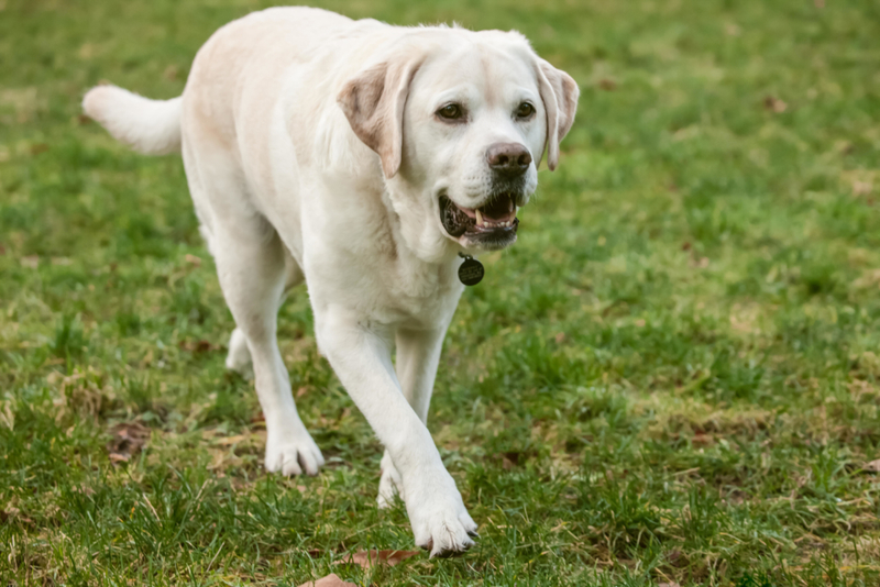 English Labrador | Alamy Stock Photo