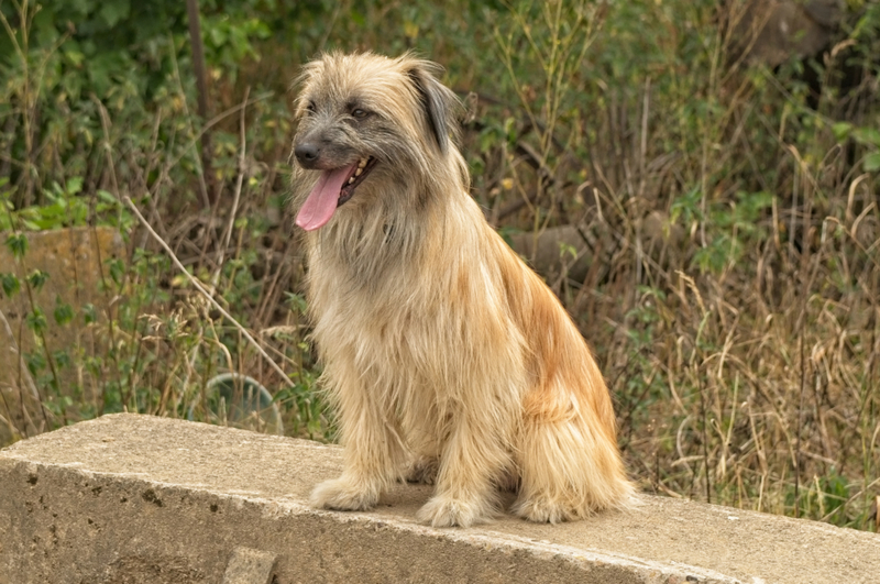 Pyrenean Shepherd | Shutterstock