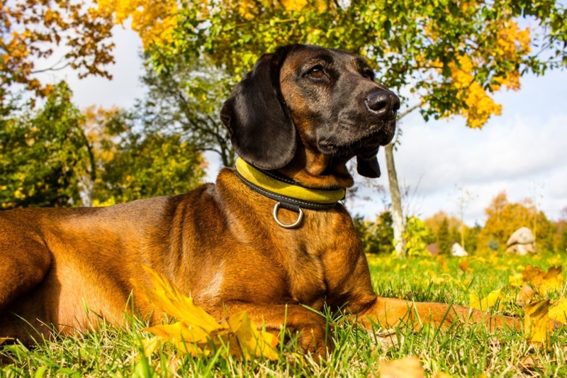 Bavarian Mountain Scent Hound | Shutterstock