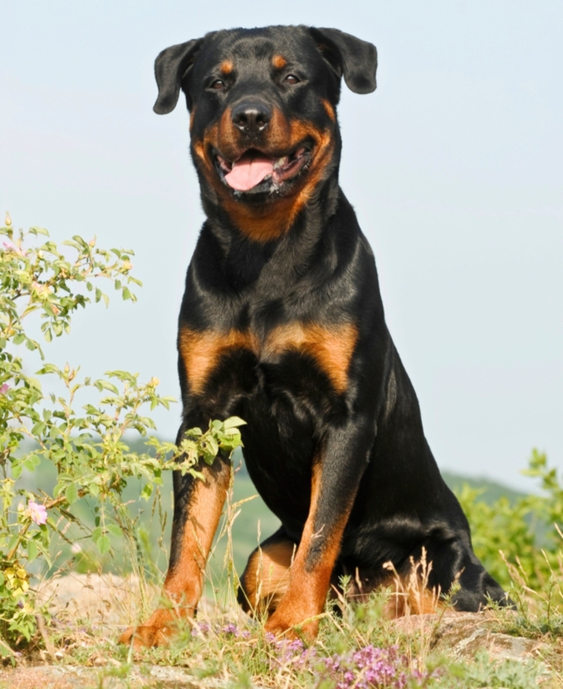 Rottweiler | Alamy Stock Photo 