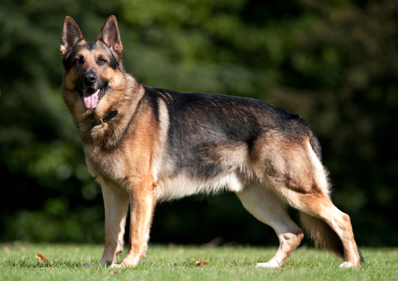 German Shepherd | Alamy Stock Photo