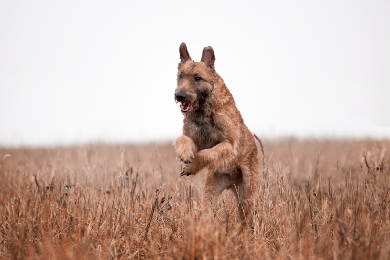 Belgian Laekenois | Shutterstock