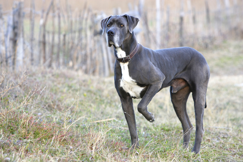 Great Dane | Alamy Stock Photo