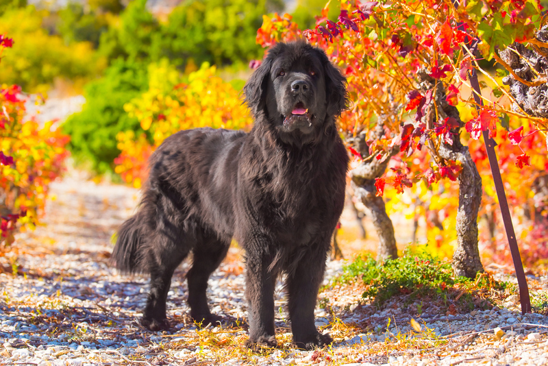 Newfoundland | Shutterstock