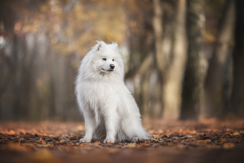 Samoyed | Shutterstock