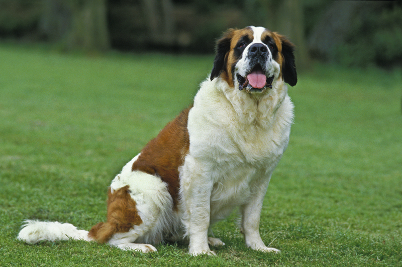 Saint Bernard | Alamy Stock Photo